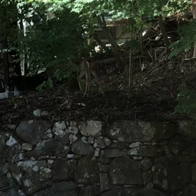 子鹿の来客の画像