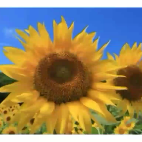 ど根性ひまわりの画像