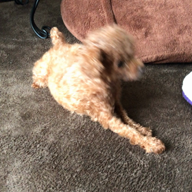 ラム奮闘中の画像