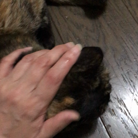 沙美にも春の訪れの画像