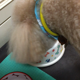 僕のお食事タイムの画像