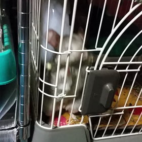 アン子VSリンゴバーの画像