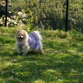 ひらひら舞う中に・・・・・杏珠の前世診断の結果は...の画像