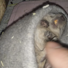 今日のグリ 2/3の画像