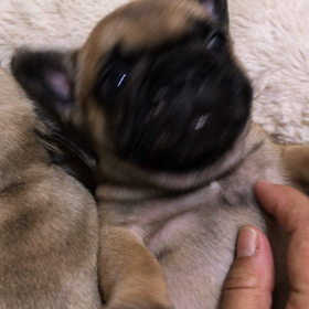 マリンベビーの画像