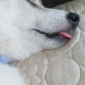 動画撮ろうとしたらの画像