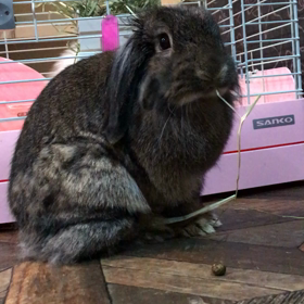 もぐもぐタイムの画像