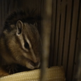 ヤングコーンの画像