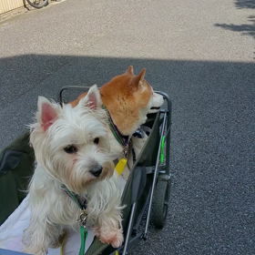 帰りは無料乗車券での画像