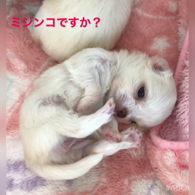 ミジンコちゃんになりました✨の画像