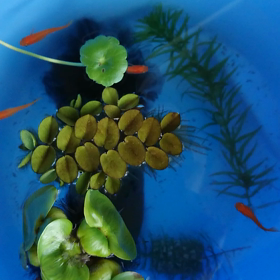 修学旅行の画像