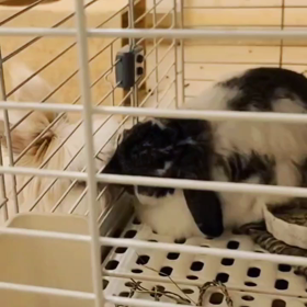 15日までお休みです。の画像