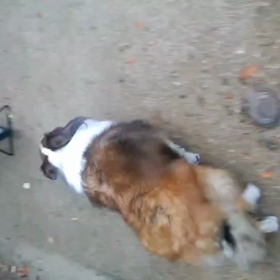 柵にジャンプしたぴあセカンドの画像