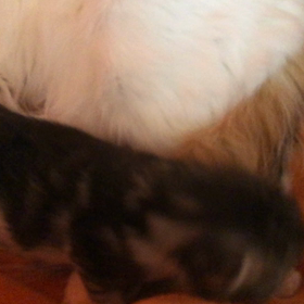 シルバー君の目が開きました(๑¯∇¯๑)の画像