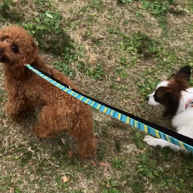 ♪お散歩動画♪代々木公園♪の画像