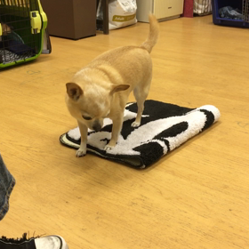 蘭丸編。の画像