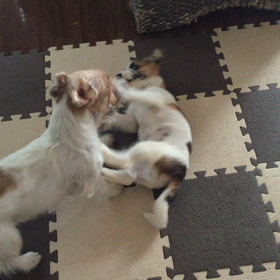 じゃれまくりの画像