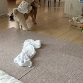 トフィーの試練の画像