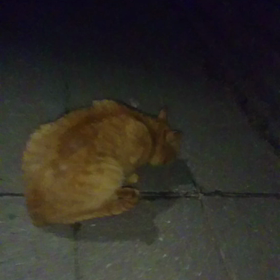 今夜のノラちゃんの画像