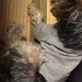 【動画】いつものお邪魔虫さん♪(˃᷄ꇴ˂᷅ ૂ๑)の画像