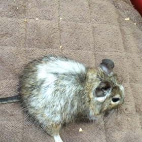 楓ちゃんの訓練再開の画像