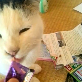 生まれーて、はーじめーてー♪の画像