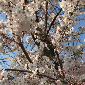 桜の画像