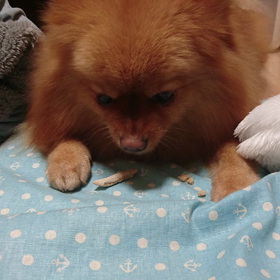 ☆ワンコクッキー☆動画の画像