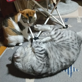 やってる やってるの画像