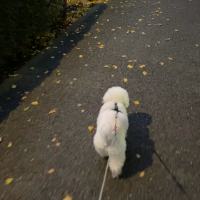 わーい　すっかり元気になったよの画像