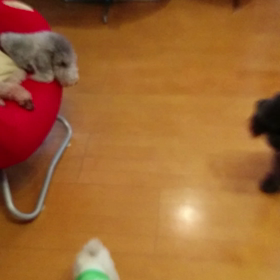 ワンコワシャワシャ～w(￣▽￣)の画像