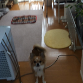 マット。の画像