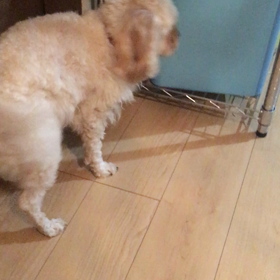 リルと人形との戦い②〜movie〜の画像