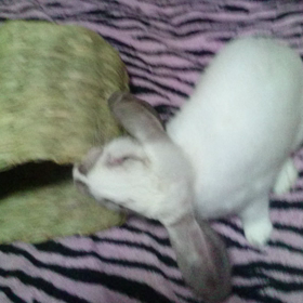 動画を撮ってみたの画像