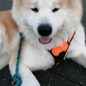 いつもは通らない街路樹のある道を散歩しました。未来丸は匂いかぎに夢中❤️街路樹毎に確かめるよの画像