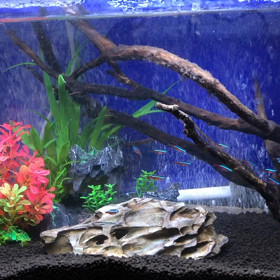 新規水槽の立ち上げの画像