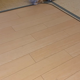 流星☆彡の画像