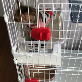 タンタンちゃん退院！トトちゃん入院の画像
