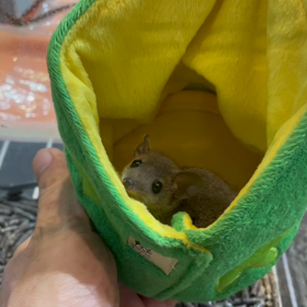 動物プロダクションの日常。の画像