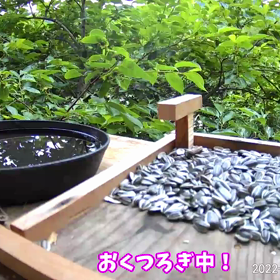 すぎぴたんの事件簿シーズン２　２８７話（レストランに新来客２）の画像