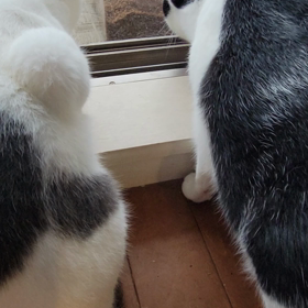 残念な柄のねことカブトムシの画像