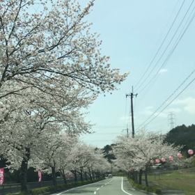 長い長い桜並木の画像