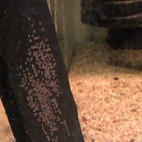 エンゼル  産卵  3日目の画像