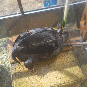 初の動画&健康チェックの画像