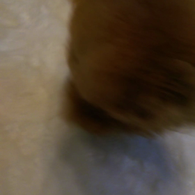 あんずスゲー‼の画像