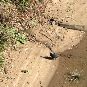 レジ袋誤食❓の画像