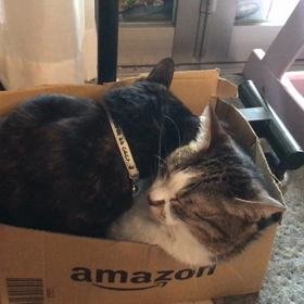 誰か拾ってくださいの画像