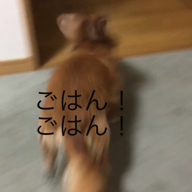 昨夜、娘の外泊、祝日、チップとデールの動画。の画像