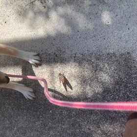 〇〇も木から落ちるの画像