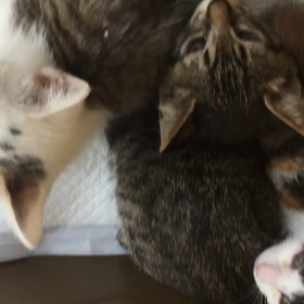 子猫受け入れ！(センター引き出し)の画像